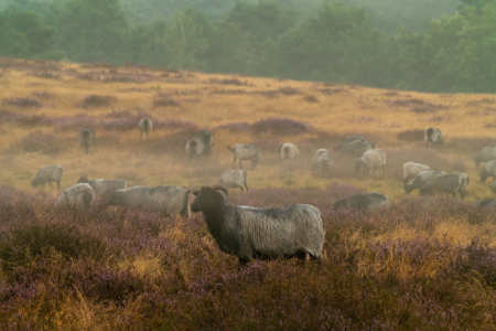 Bild-Nr: 12915703 Heidschnucken in der nebligen Westruper Heide Erstellt von: volker heide