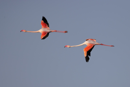 Bild-Nr: 12915833 Rosaflamingos Erstellt von: DirkR