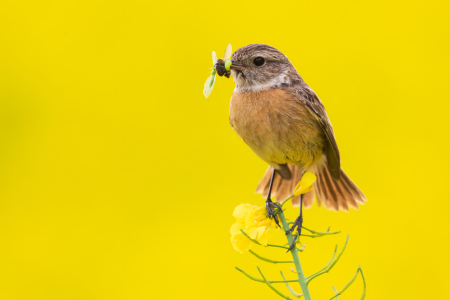 Bild-Nr: 12915859 Schwarzkehlchenmama im Rapsfeld Erstellt von: Daniela Beyer