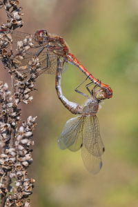 Bild-Nr: 12915873 Libellenpaarung  Erstellt von: falconer59