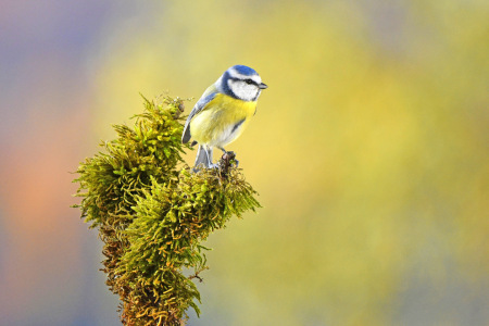 Bild-Nr: 12915943 Blaumeise Erstellt von: GUGIGEI