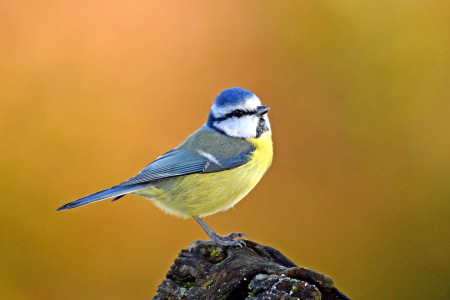 Bild-Nr: 12915944 Blaumeise Erstellt von: GUGIGEI
