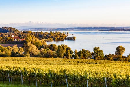 Bild-Nr: 12916130 Weinberge bei Birnau und Blick über den Bodensee Erstellt von: dieterich