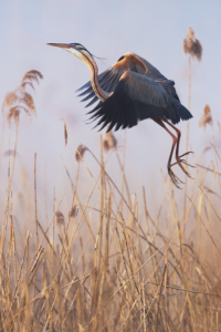 Bild-Nr: 12916145 Purpurreiher im Nebel II Erstellt von: Daniela Beyer