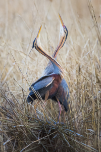 Bild-Nr: 12916146 Wir gehören zusammen - Purpurreiher II Erstellt von: Daniela Beyer