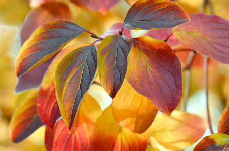 Bild-Nr: 12916162 Herbstblätter Erstellt von: Atteloi