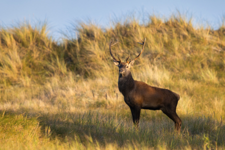 Bild-Nr: 12916295 Stolzer Hirsch in den Ostseedünen Erstellt von: Daniela Beyer