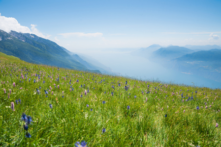 Bild-Nr: 12916422 Wildblumenwiese mit Teufelskralle am Monte Baldo Erstellt von: SusaZoom