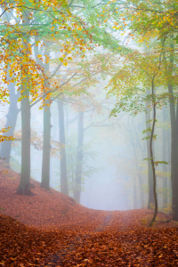 Bild-Nr: 12916435 Herbstlicher Waldweg im Nebel Erstellt von: Martin Martin Wasilewski