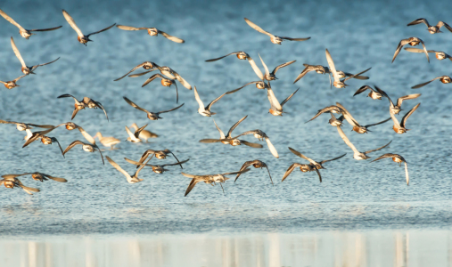 Bild-Nr: 12916451 Abflug von Sylt Erstellt von: Nordbilder