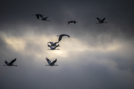 Bild-Nr: 12916458 Kraniche Flug ins Licht Erstellt von: Tanja Riedel