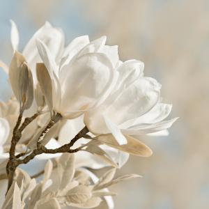 Bild-Nr: 12916541 Magnolie Erstellt von: Atteloi