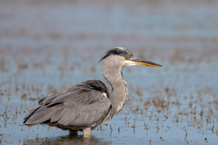 Bild-Nr: 12916582 Graureiher in der Camargue Erstellt von: DirkR