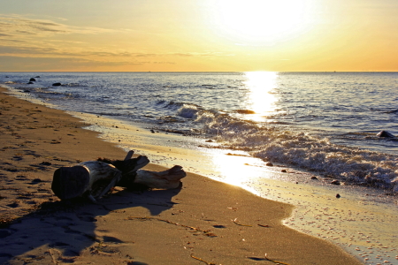 Bild-Nr: 12916835 Strandgut Erstellt von: Ostseestrand