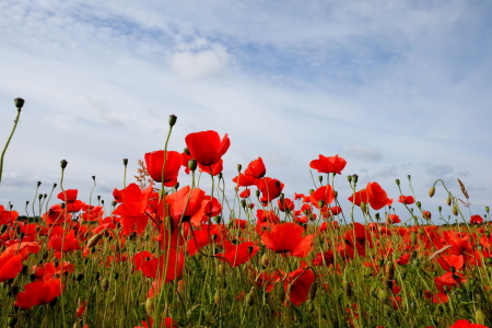 Bild-Nr: 12916836 Im Mohnfeld Erstellt von: Ostseestrand