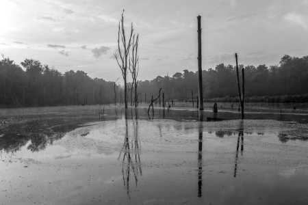 Bild-Nr: 12916845 Der versunkene Wald in Bottrop Erstellt von: volker heide