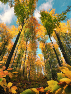 Bild-Nr: 12916944 Herbstliches Vertikalpanorama mit bunter Baumkrone Erstellt von: Smileus