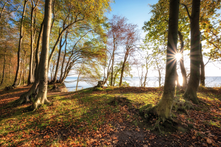 Bild-Nr: 12916947 Lichtweg an der Ostsee Erstellt von: Nordbilder