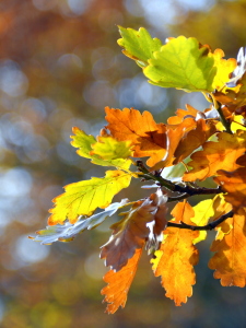 Bild-Nr: 12917040 Eiche im Herbst Erstellt von: GUGIGEI