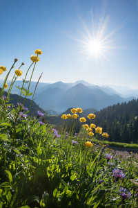 Bild-Nr: 12917381 Trollblumen im Gebirge Erstellt von: SusaZoom