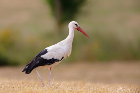 Bild-Nr: 12918194 Weißstorch Erstellt von: DirkR