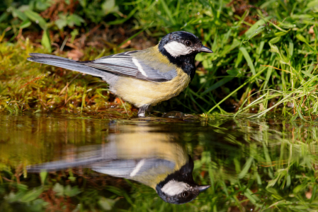 Bild-Nr: 12918402 Kohlmeise Erstellt von: DirkR