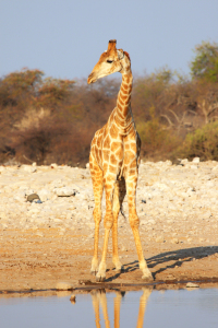 Bild-Nr: 12918581 Giraffe im Etosha Nationalpark Erstellt von: DirkR