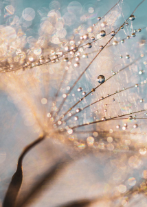 Bild-Nr: 12918592 Harmonie und Balance - Tautropfen im Morgenlicht Erstellt von: Daniela Beyer