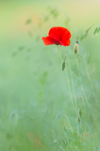 Bild-Nr: 12918608 Mohnblüte Erstellt von: Daniela Beyer