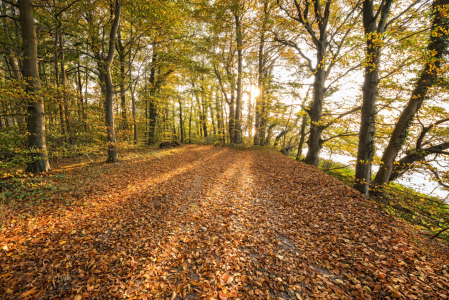 Bild-Nr: 12918683 Goldweg im Morgenlicht Erstellt von: Nordbilder