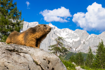 Bild-Nr: 12918811 Murmi II - Alpenmurmeltier vor Bergkulisse Erstellt von: Daniela Beyer