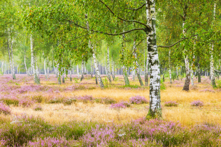 Bild-Nr: 12918863 Stille und Entspannung im Birkenwald Erstellt von: Daniela Beyer