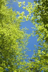 Bild-Nr: 12919037 blaugrün Erstellt von: SusaZoom