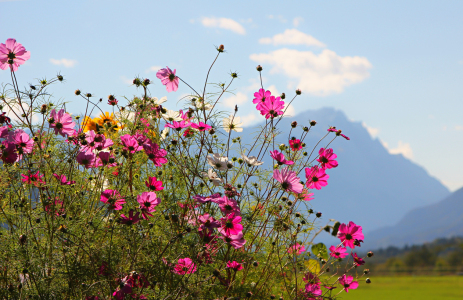 Bild-Nr: 12919041 Cosmea und Zugspitze Erstellt von: SusaZoom