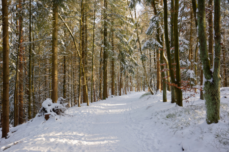 Bild-Nr: 12919249 Winterwald in der Lüneburger Heide Erstellt von: Gisela Scheffbuch