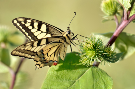 Bild-Nr: 12919441 Schwalbenschwanz Erstellt von: Atteloi