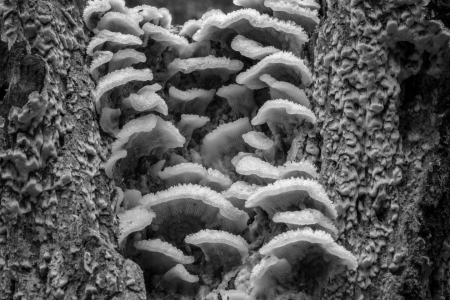Bild-Nr: 12919453 Pilze in schwarzweiß Erstellt von: volker heide