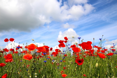 Bild-Nr: 12919582 Im Sommerfeld Erstellt von: Ostseestrand