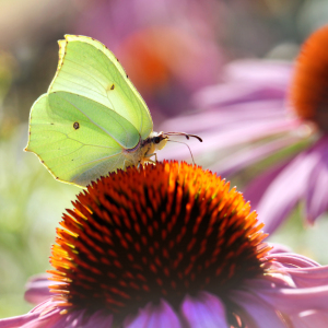 Bild-Nr: 12919956 Zitronenfalter Erstellt von: Atteloi