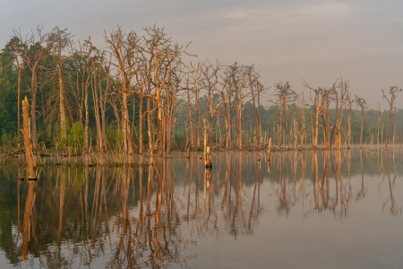 Bild-Nr: 12920286 Morgendämmerung über dem versunkenen Wald Erstellt von: volker heide