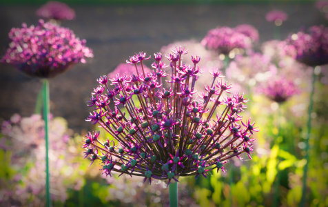 Bild-Nr: 12920334 Allium Blüten Erstellt von: SusaZoom