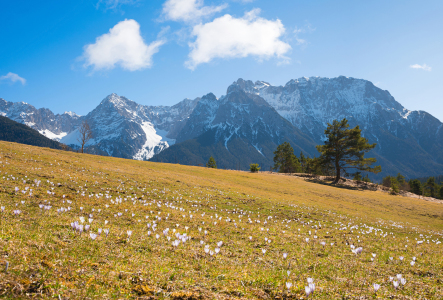 Bild-Nr: 12920339 Krokusse an den Buckelwiesen Krün-Mittenwald Erstellt von: SusaZoom