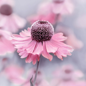 Bild-Nr: 12920436 Sonnenbraut Erstellt von: Atteloi