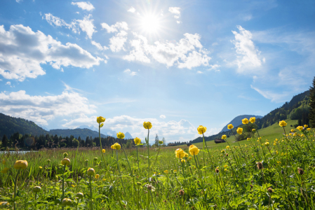Bild-Nr: 12920585 Trollblumenwiese mit Frühlingssonne Erstellt von: SusaZoom
