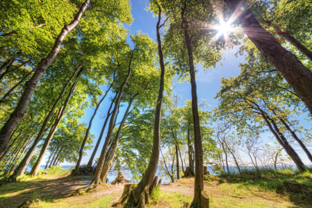 Bild-Nr: 12921091 Sommerzeit an der Steilküste Erstellt von: Nordbilder