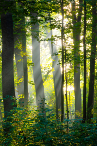 Bild-Nr: 12921518 Sonnenstrahlen im Wald - Dieskauer Park Erstellt von: Martin Martin Wasilewski