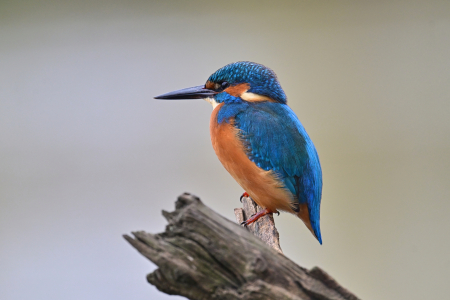 Bild-Nr: 12921900 Eisvogel auf Ansitz  Erstellt von: falconer59