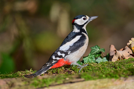Bild-Nr: 12921905 Buntspecht  Erstellt von: falconer59