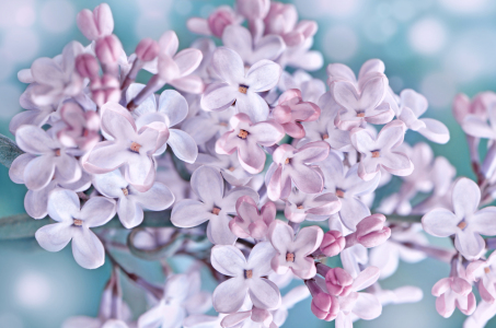 Bild-Nr: 12921944 Flieder Erstellt von: Atteloi