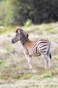 Bild-Nr: 12921985 Steppenzebra Erstellt von: DirkR